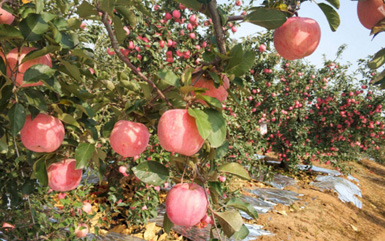 葫芦岛市前所果树农场